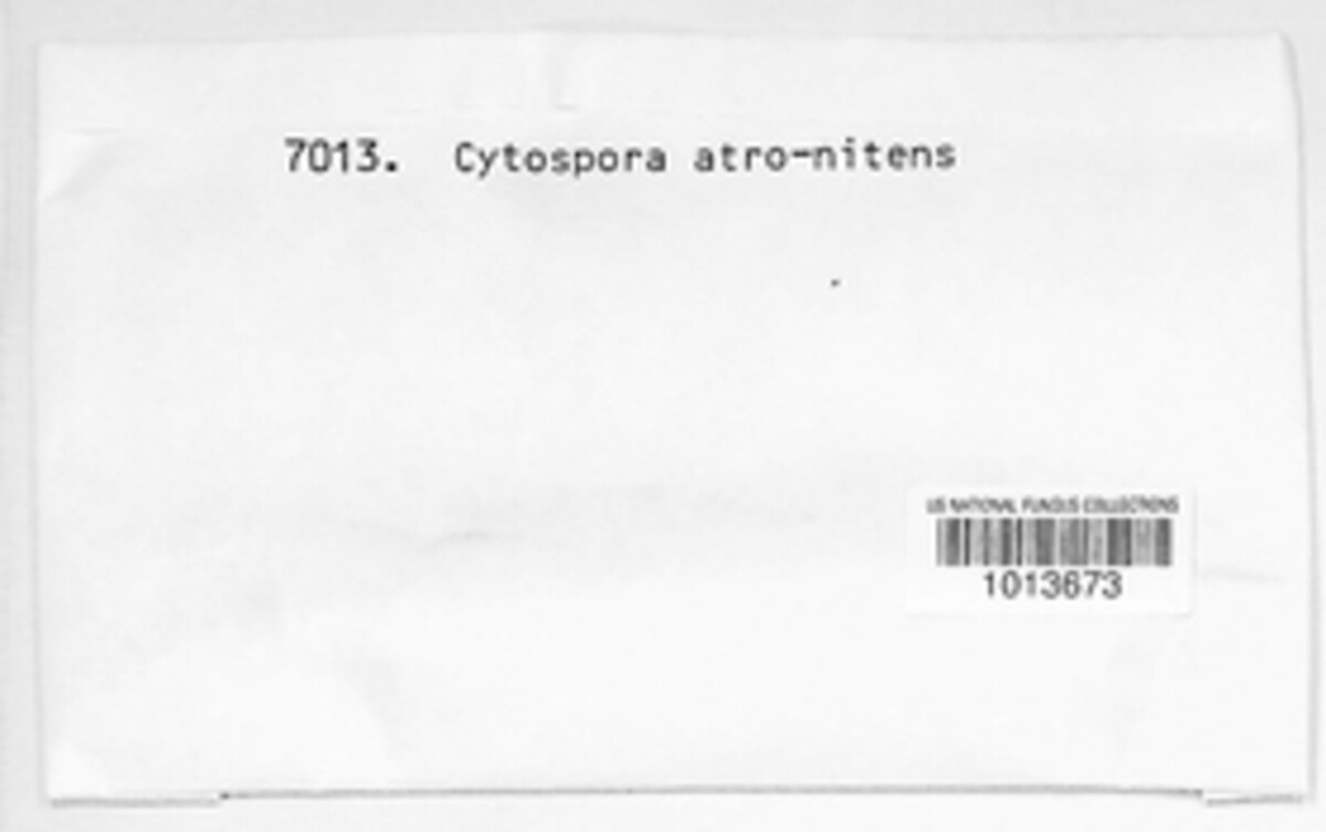 Cytospora atronitens image